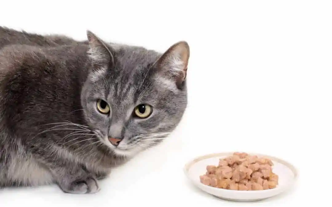 chat avec nourriture