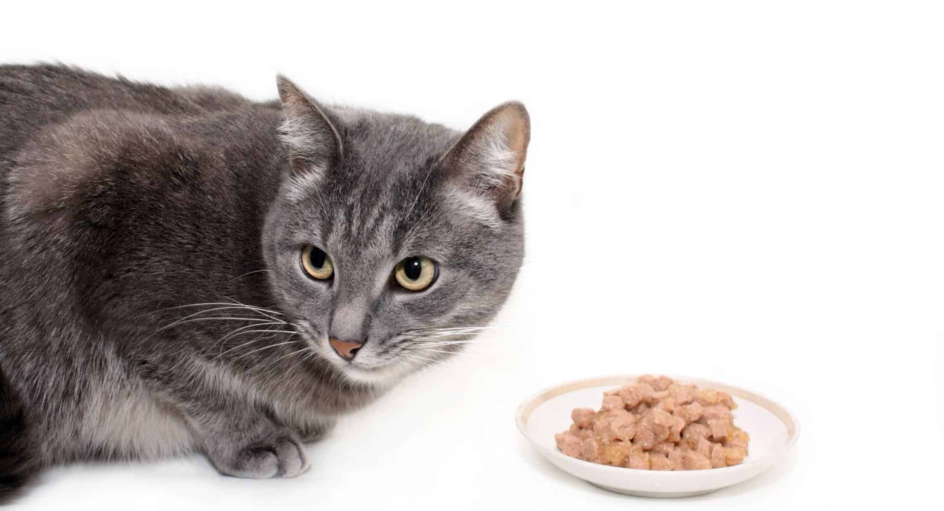 Mon chat ne mange plus : Est-ce dangereux? - CHATVAMAL