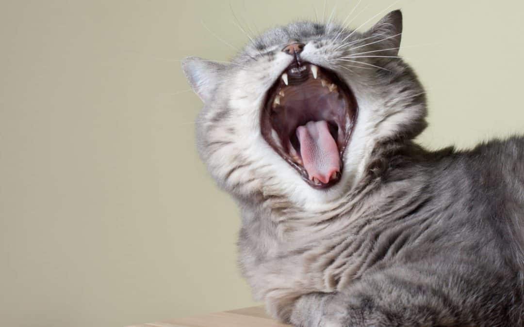 Mon Chat Tousse Dois Je M Inquieter