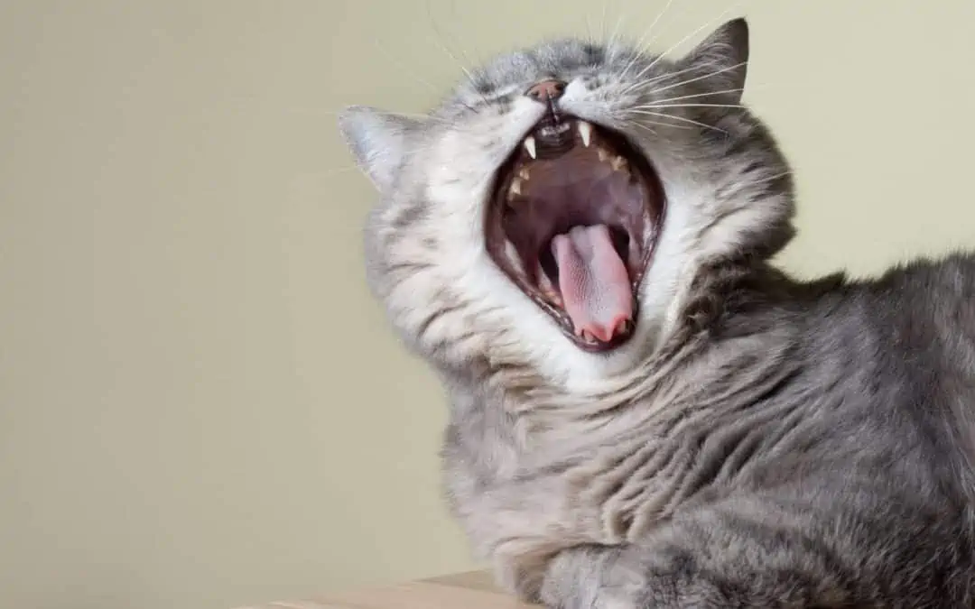 chat qui tousse