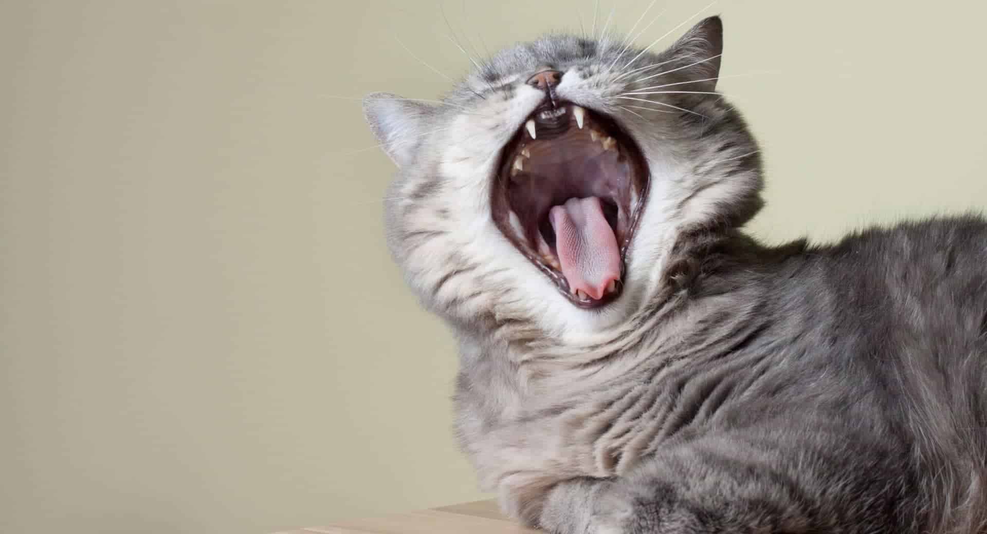 Mon Chat Tousse Dois Je M Inquieter