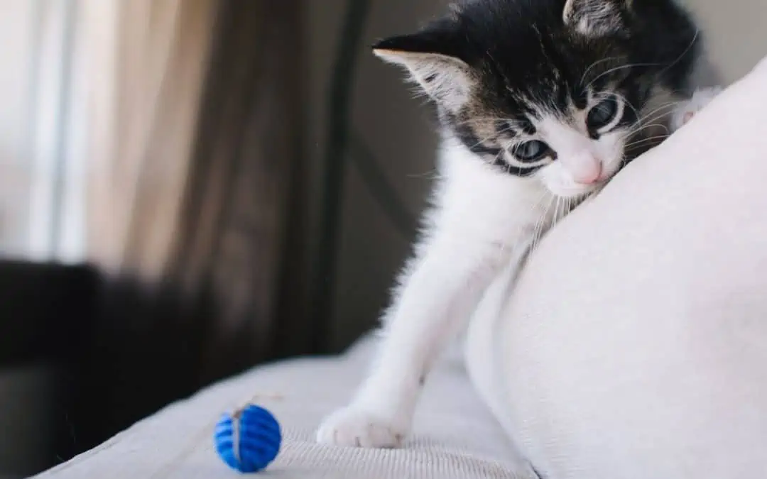 chaton avec une balle