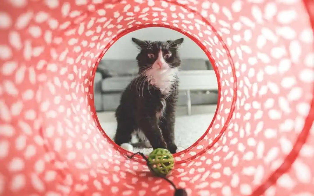 jouet pour chat