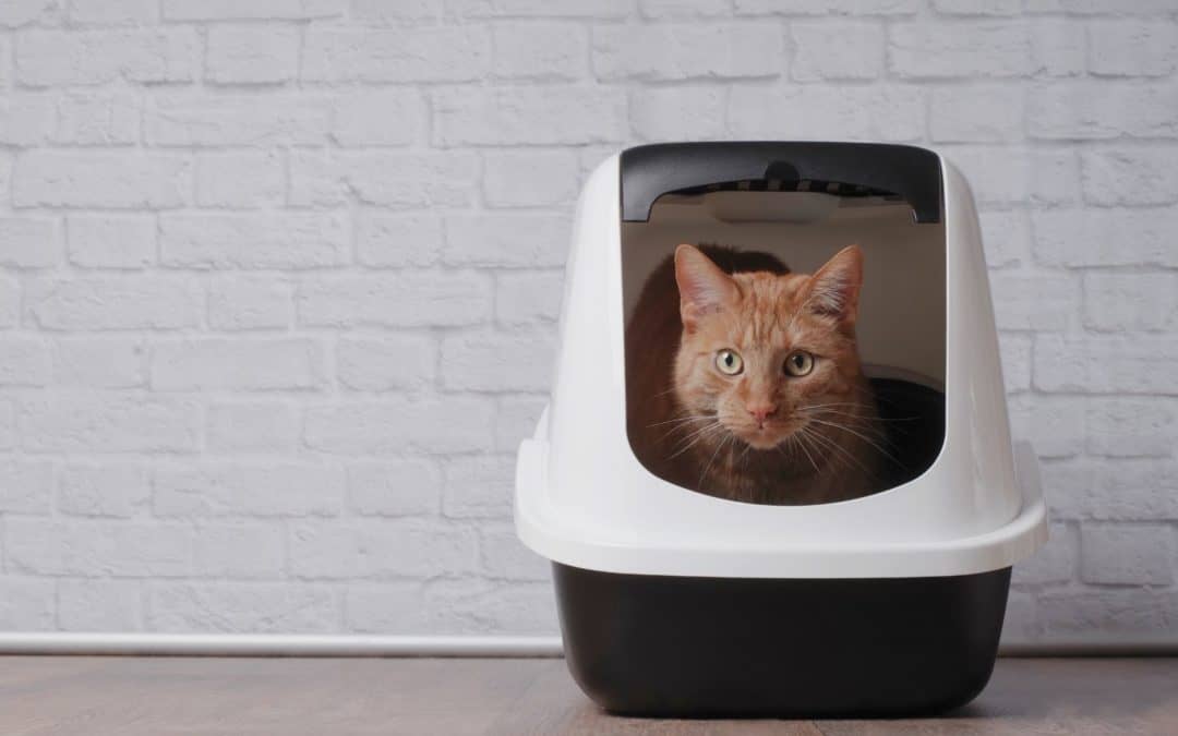 Comment Choisir La Meilleure Litiere Pour Chat