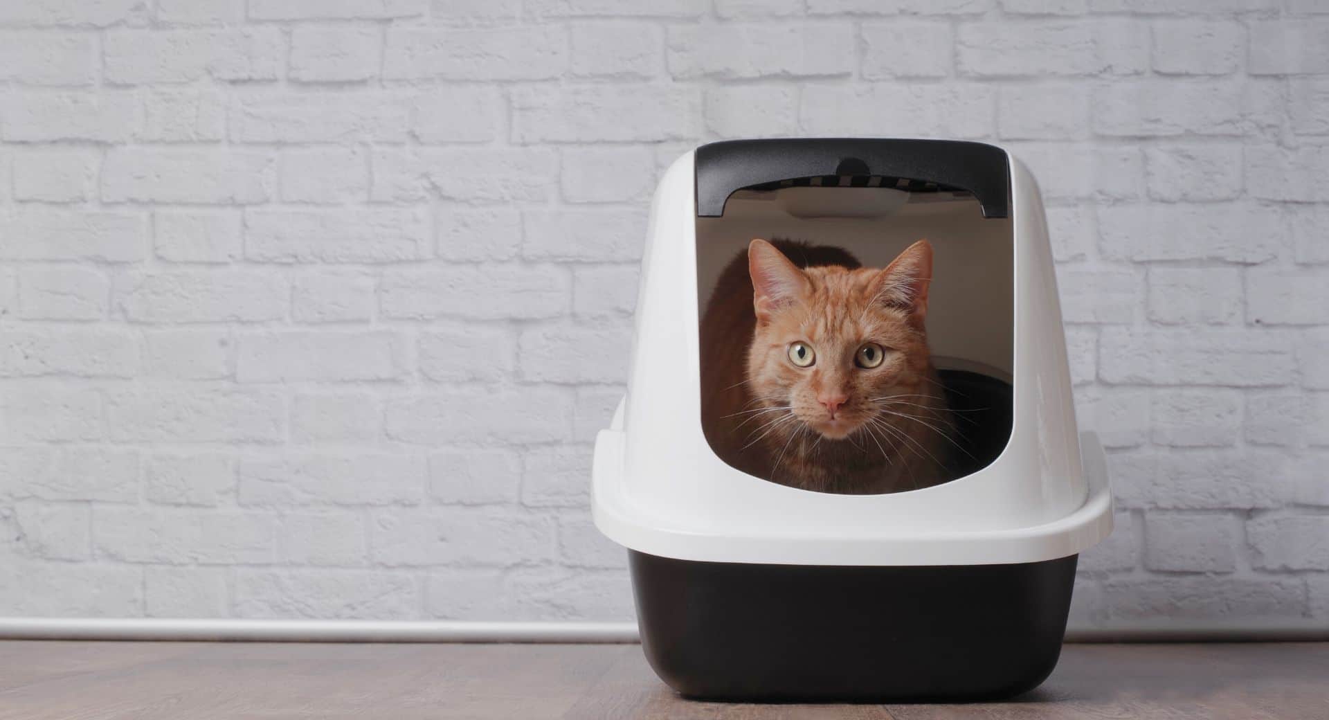 Comment choisir la meilleure litière pour chat