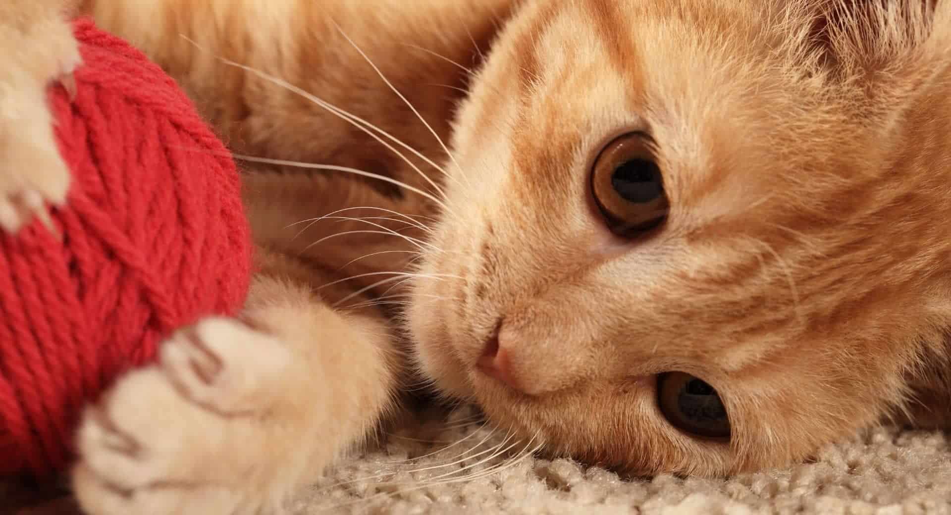 Comment jouer avec son chat