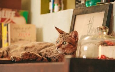 Comment satisfaire les besoins de votre chat en appartement?