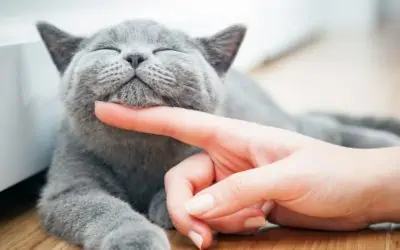 Comment savoir si mon chat est heureux ?