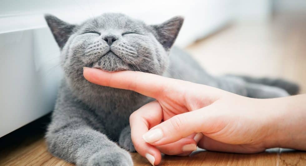 Comment savoir si mon chat est heureux