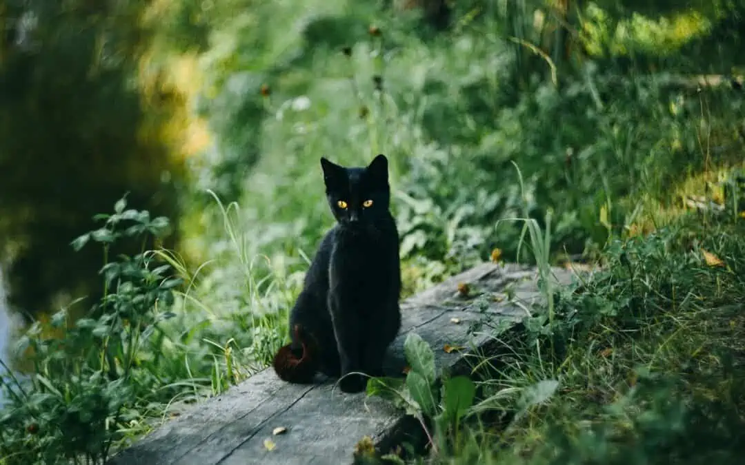 Chat noir