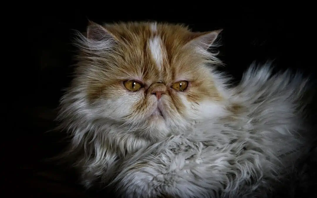 Chat persan