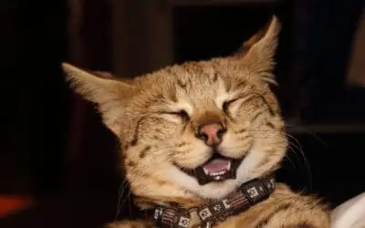 Le chat Savannah : origine, caractéristique, soin, alimentation..