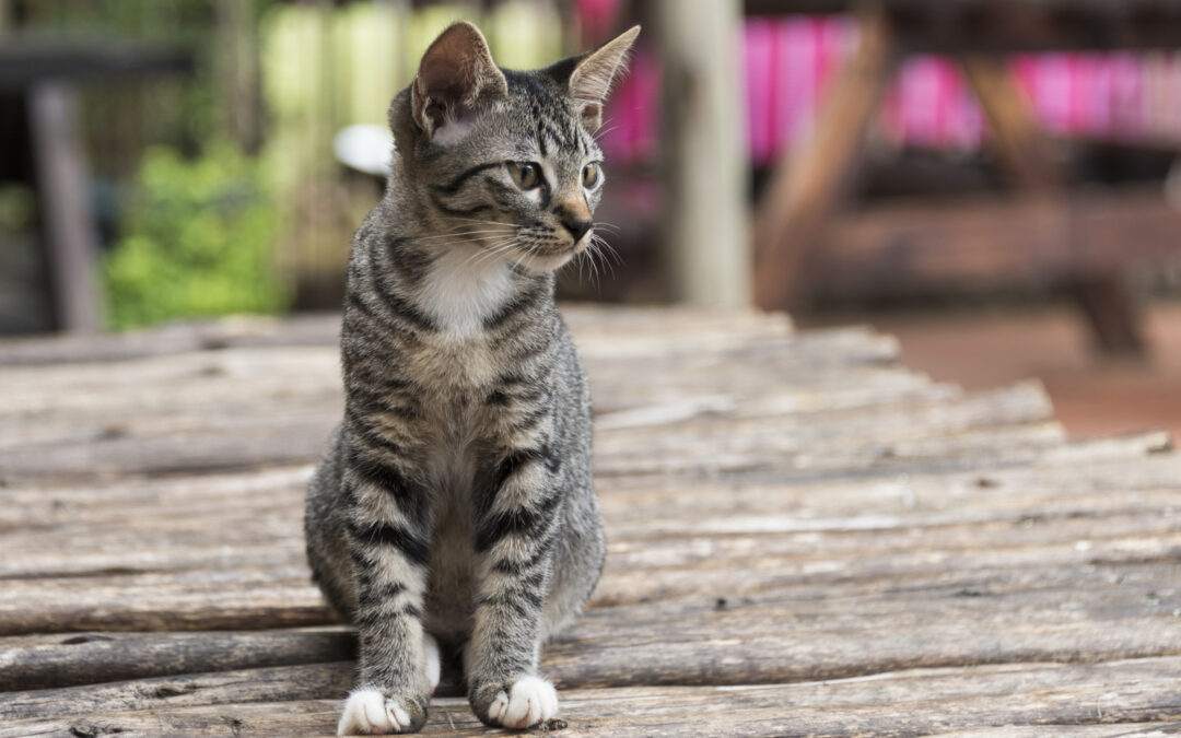 Comment Dresser Un Chat Voici Les Erreurs A Eviter
