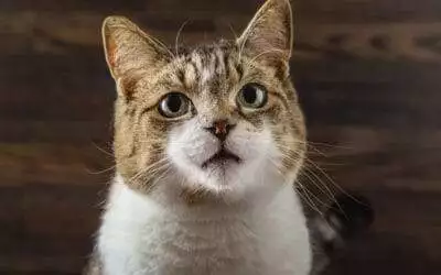 Comment faire pour qu’un chat reconnaisse son nom ? les astuces à connaître